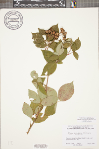 Rosa setigera image