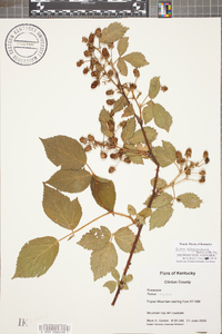 Rubus argutus image