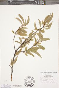 Prunus angustifolia image