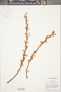 Prunus angustifolia image