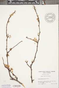 Prunus angustifolia image