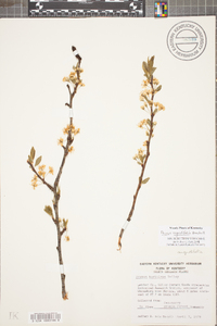 Prunus angustifolia image