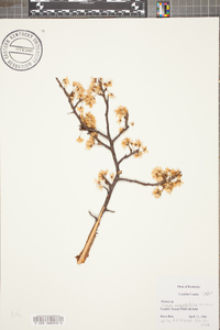 Prunus angustifolia image