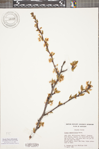 Prunus angustifolia image