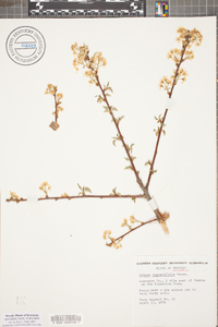 Prunus angustifolia image