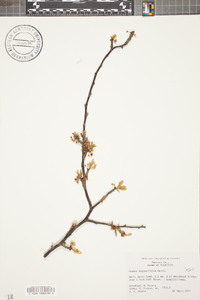 Prunus angustifolia image