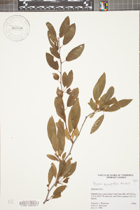 Prunus angustifolia image