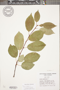 Prunus cerasus image