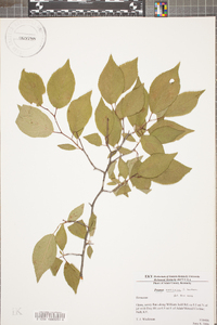 Prunus mexicana image
