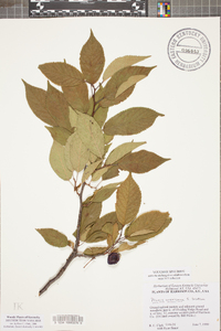 Prunus mexicana image