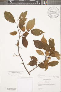 Prunus mexicana image