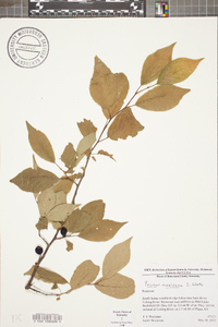 Prunus mexicana image