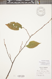 Prunus mexicana image