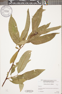 Prunus persica image