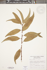 Prunus persica image