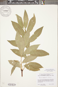 Prunus persica image