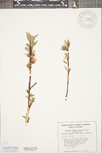 Prunus persica image