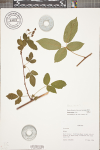 Rubus argutus image