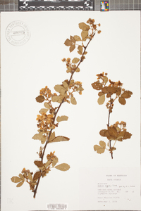 Rubus argutus image