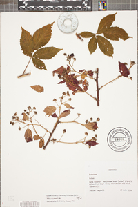 Rubus argutus image