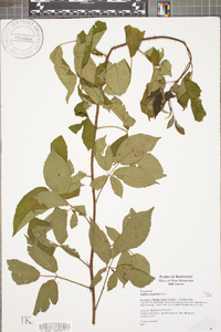 Rubus argutus image