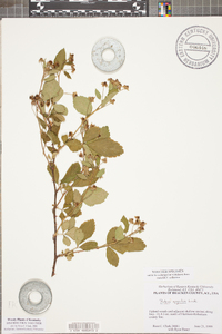 Rubus argutus image