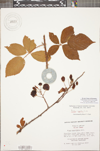 Rubus argutus image