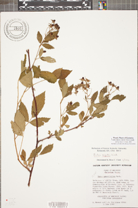 Rubus argutus image