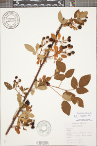 Rubus argutus image