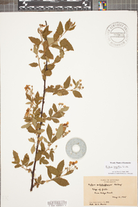 Rubus argutus image