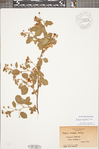 Rubus argutus image