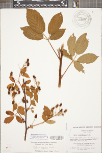 Rubus argutus image