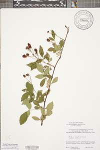 Rubus argutus image