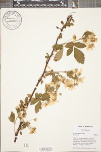 Rubus argutus image