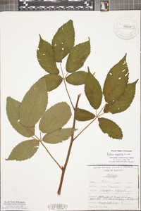 Rubus argutus image