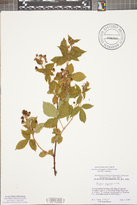 Rubus argutus image