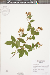 Rubus argutus image