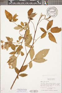 Rubus argutus image