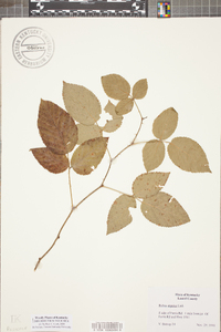 Rubus argutus image