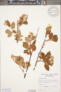 Rubus argutus image