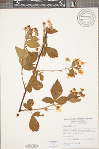 Rubus argutus image