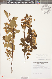 Rubus argutus image