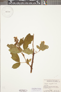 Rubus argutus image