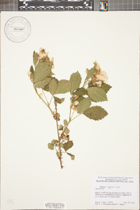 Rubus argutus image