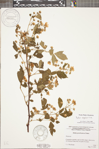 Rubus argutus image