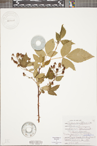 Rubus argutus image