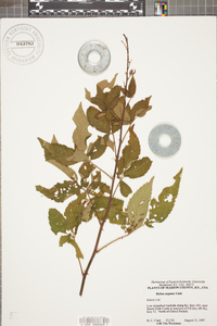 Rubus argutus image