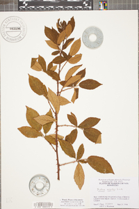 Rubus argutus image