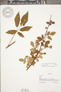 Rubus argutus image