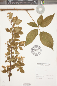 Rubus argutus image